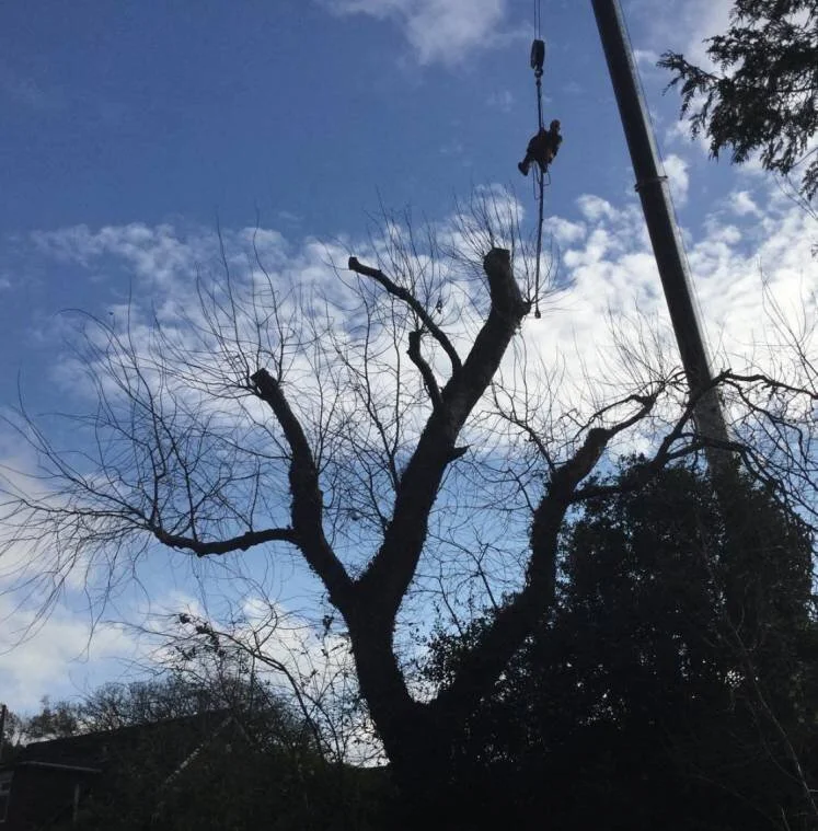 Tree surgery and arborist services by HDGS in Bournemouth and Dorset