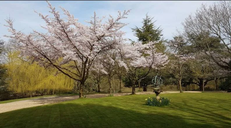 HDGS arborist carrying out tree surgery and arborist work in Bournemouth